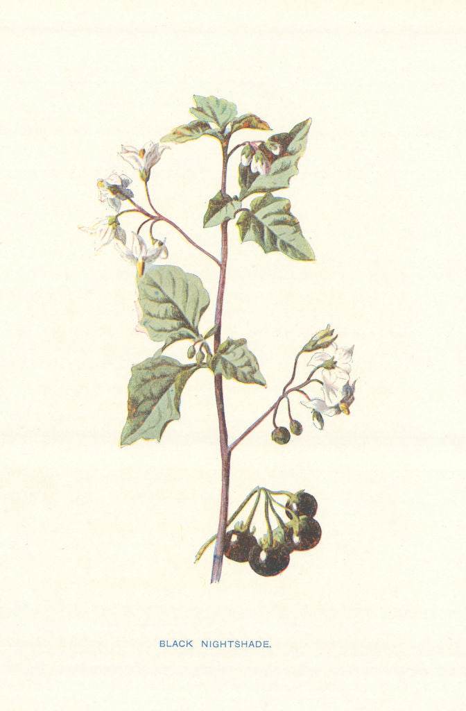 Black Nightshade. Wild Flowers by Frederick Edward Hulme c1895 old print